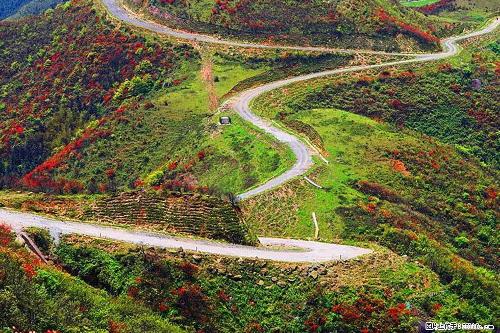 【春天,广西桂林灌阳县向您发出邀请!】春木界上映山红 - 游山玩水 - 雅安生活社区 - 雅安28生活网 ya.28life.com