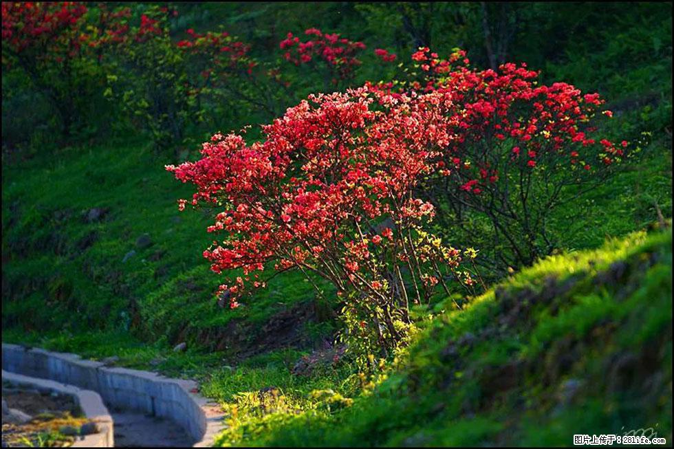 【春天,广西桂林灌阳县向您发出邀请!】春木界上映山红 - 游山玩水 - 雅安生活社区 - 雅安28生活网 ya.28life.com