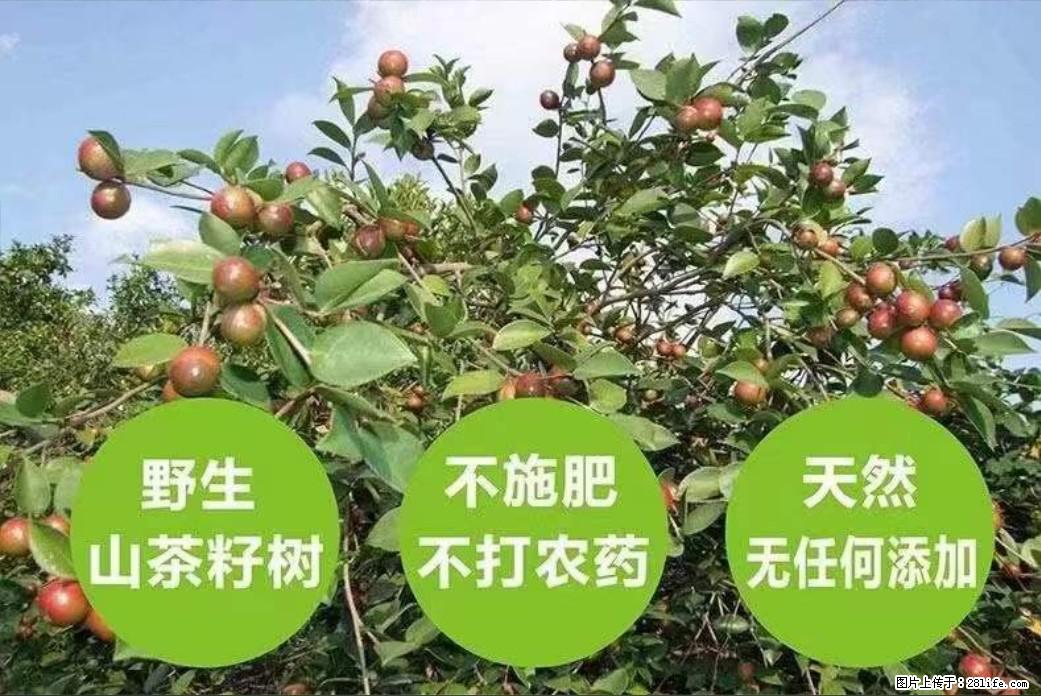 【灌阳县油茶产业示范区】一个有着充实的精神生活的人,对待身外之物自会有一种淡泊的态度 - 美食天地 - 雅安生活社区 - 雅安28生活网 ya.28life.com