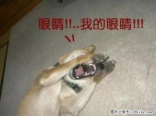 笑癫了!一女的怀孕三年未生,他终于忍不住了... - 娱乐八卦 - 雅安生活社区 - 雅安28生活网 ya.28life.com