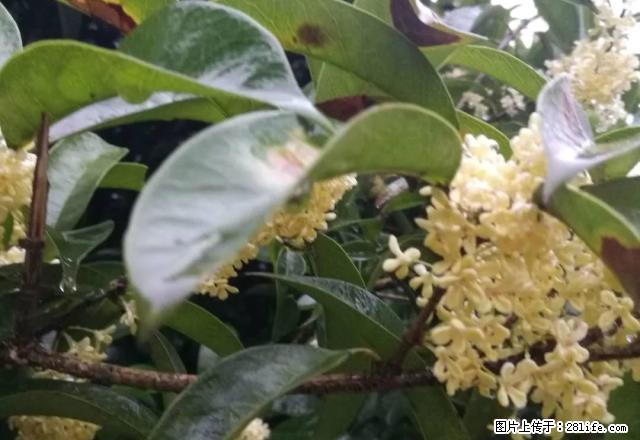 上坝路云母厂套二押一付一 - 房屋出租 - 房屋租售 - 雅安分类信息 - 雅安28生活网 ya.28life.com