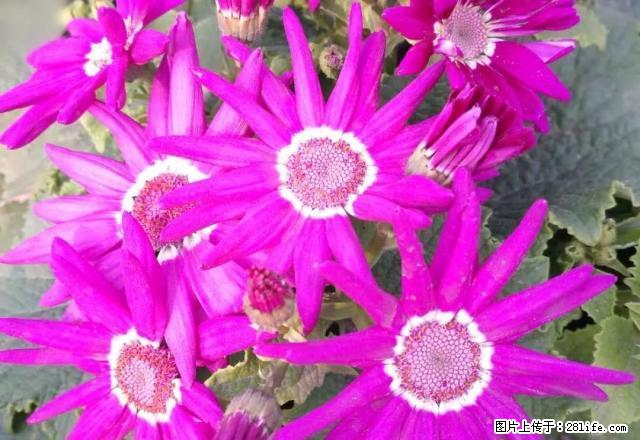 张家山路套二精装修家具家电齐 - 房屋出租 - 房屋租售 - 雅安分类信息 - 雅安28生活网 ya.28life.com