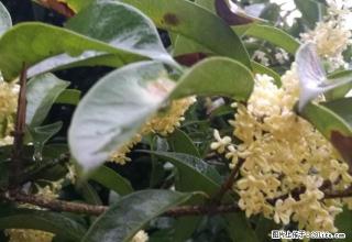 上坝路云母厂套二押一付一 - 雅安28生活网 ya.28life.com