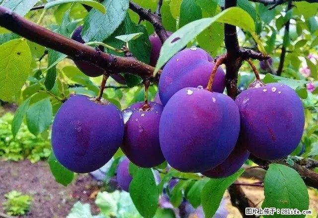 雨城 全雨城 八一路押一付一 1室 - 房屋出租 - 房屋租售 - 雅安分类信息 - 雅安28生活网 ya.28life.com