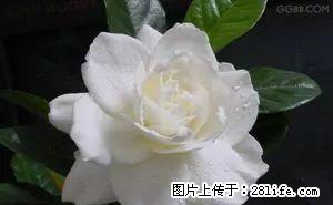 (单间出租)客厅开间比较大,带大阳台, 视野好 楼间距开阔。 - 房屋出租 - 房屋租售 - 雅安分类信息 - 雅安28生活网 ya.28life.com