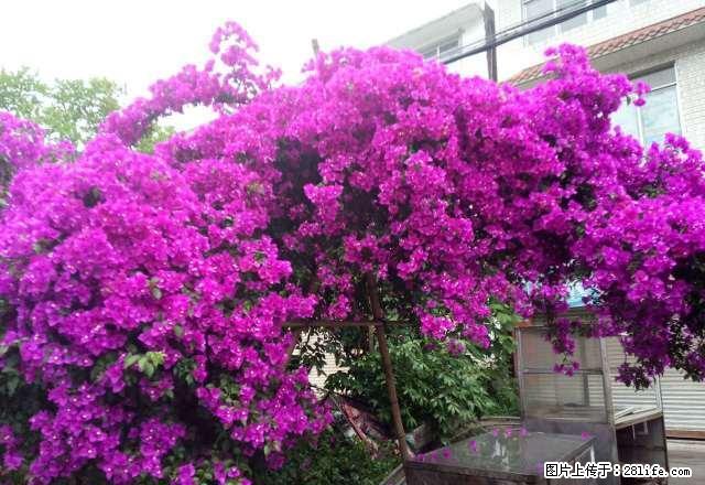 雨城桃花巷 1室1厅50平米 简单装修 押一付一 - 房屋出租 - 房屋租售 - 雅安分类信息 - 雅安28生活网 ya.28life.com