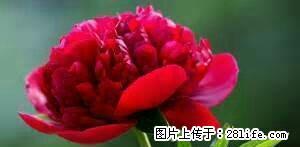 雨城 全雨城 大众路押一付一 1室 - 雅安28生活网 ya.28life.com