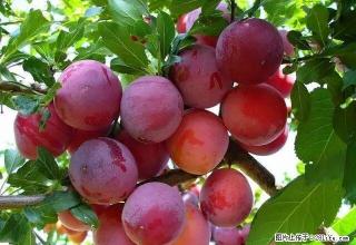 雨城 全雨城 假日广场附近押一付一 1室 - 雅安28生活网 ya.28life.com