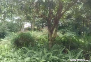 山水豪庭套二精装修住房出租 - 雅安28生活网 ya.28life.com