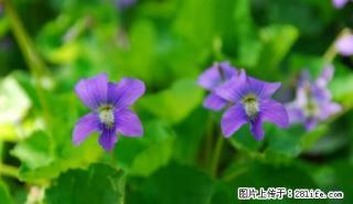 羌江南路 1室0厅1卫 - 雅安28生活网 ya.28life.com