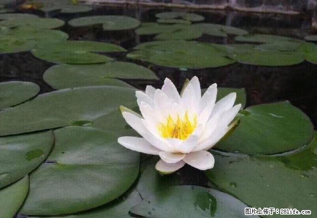 电梯公寓套2家具家电都有 - 房屋出租 - 房屋租售 - 雅安分类信息 - 雅安28生活网 ya.28life.com