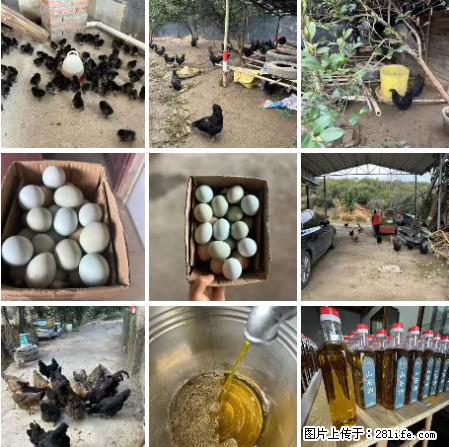 油茶园从小鸡仔开始养起的纯土鸡、土鸡蛋可以预定啦!还有前几天刚榨的纯山茶油哦 - 土特产 - 饮食特产 - 雅安分类信息 - 雅安28生活网 ya.28life.com