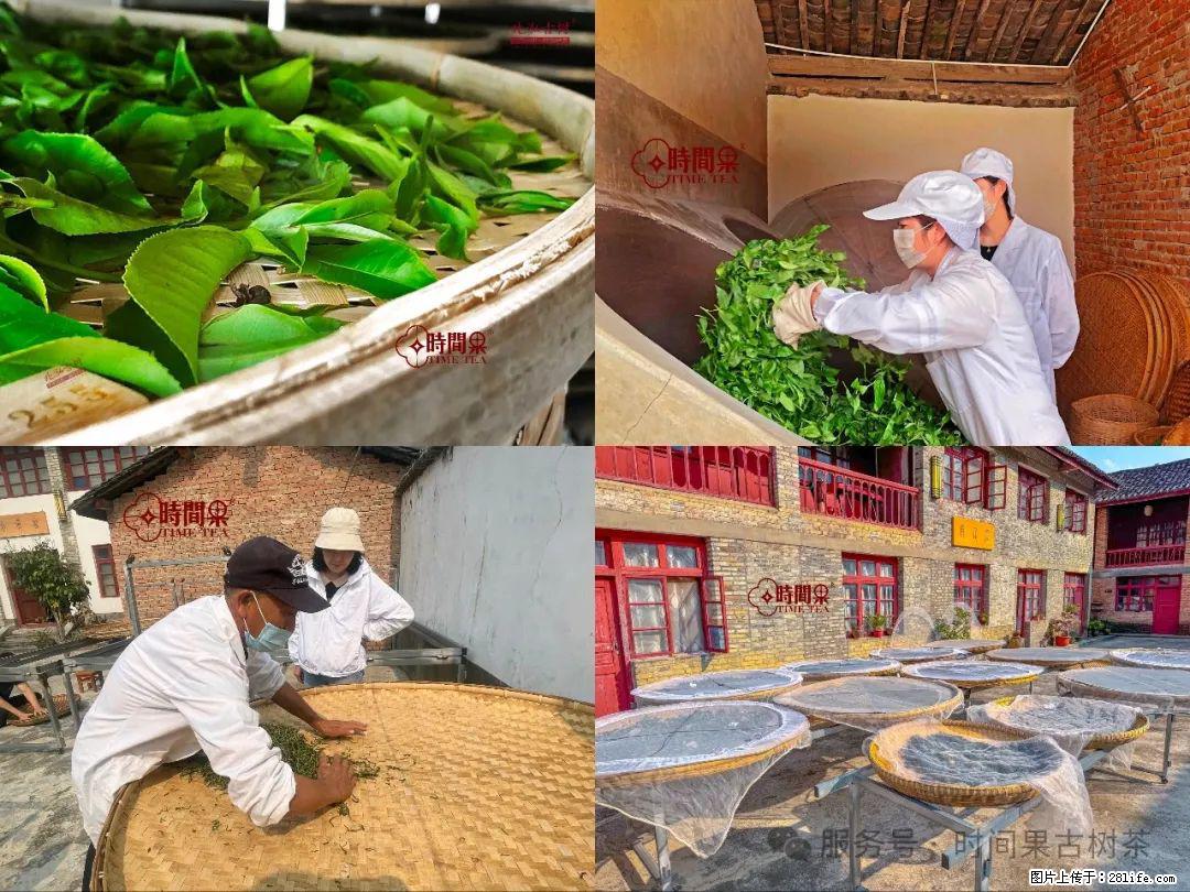 时间果百年古树龙珠普洱生茶 - 购物交流 - 雅安生活社区 - 雅安28生活网 ya.28life.com