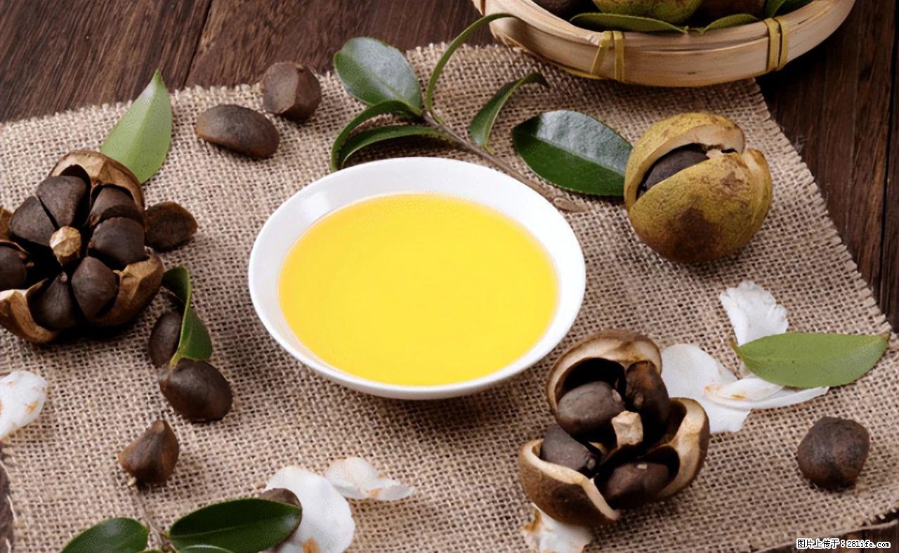 揭秘茶油的5大核心营养成分！被称为人体健康的“守护盾”！ - 雅安生活资讯 - 雅安28生活网 ya.28life.com