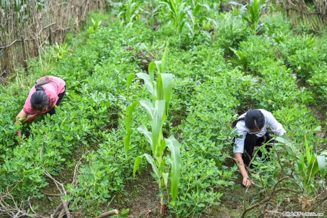 全网追的“扁担女孩”,找了一份暑假工,时薪12元 - 雅安生活资讯 - 雅安28生活网 ya.28life.com