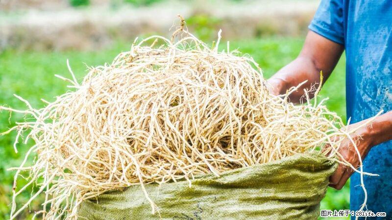 堪称“最难吃”的蔬菜,却是 “抗辐射神器”,还能护肺、清热、止咳化痰! - 雅安生活资讯 - 雅安28生活网 ya.28life.com