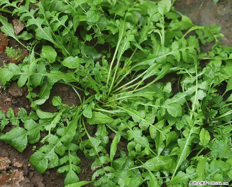 这些蔬菜是“天然钙片”，这6种被医生重点推荐 - 雅安生活资讯 - 雅安28生活网 ya.28life.com