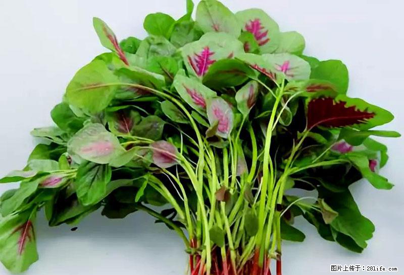 这些蔬菜是“天然钙片”，这6种被医生重点推荐 - 雅安生活资讯 - 雅安28生活网 ya.28life.com