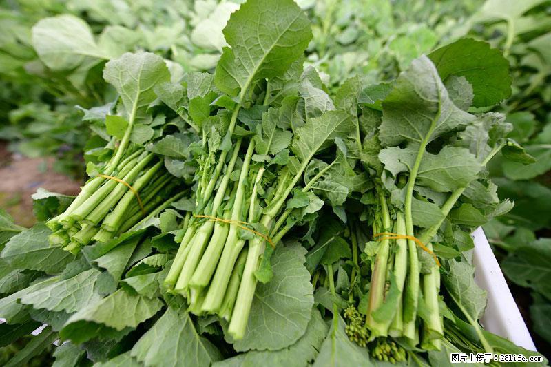 这些蔬菜是“天然钙片”，这6种被医生重点推荐 - 雅安生活资讯 - 雅安28生活网 ya.28life.com